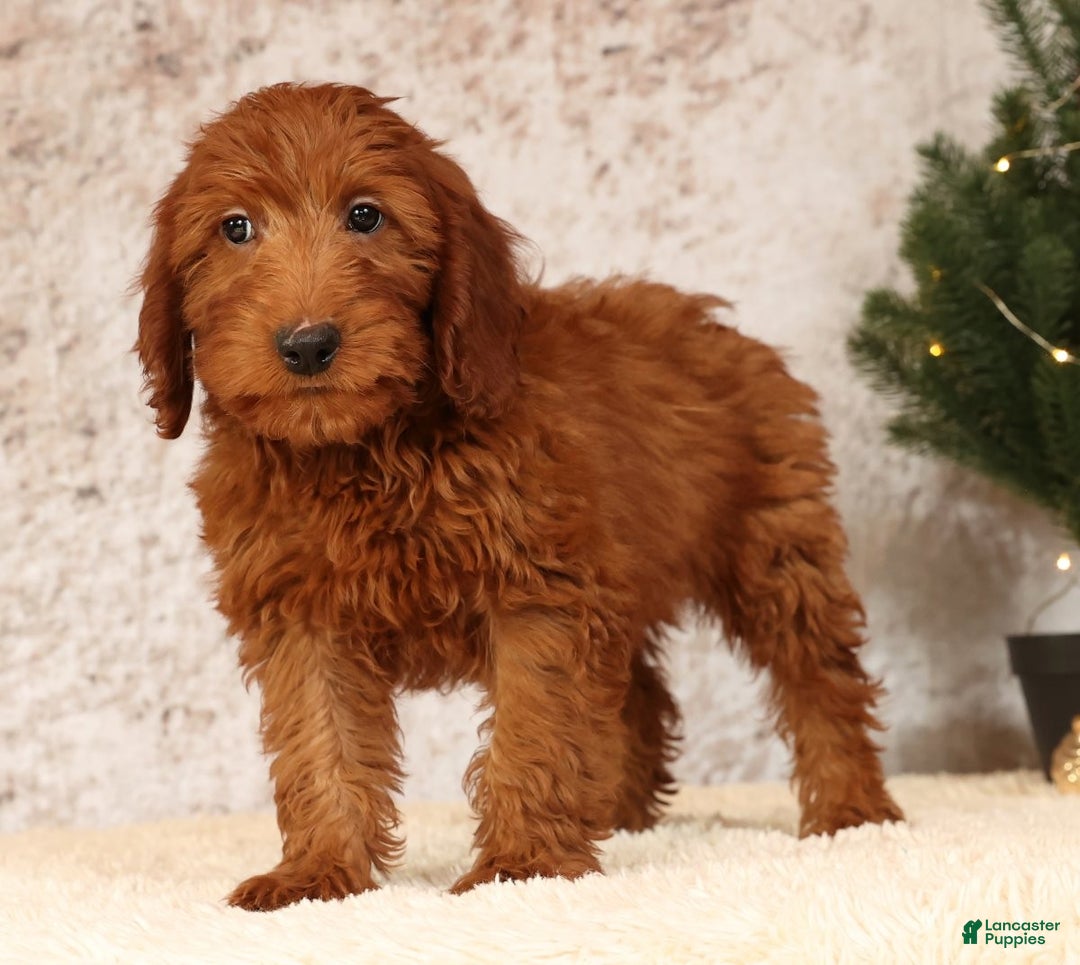 Mini Goldendoodle dogs for sale: Carson - Ad 5