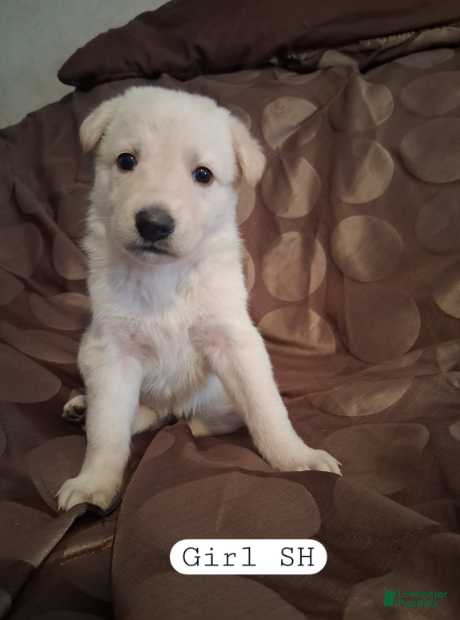 German Shepherd dogs Cookie - Ad 1