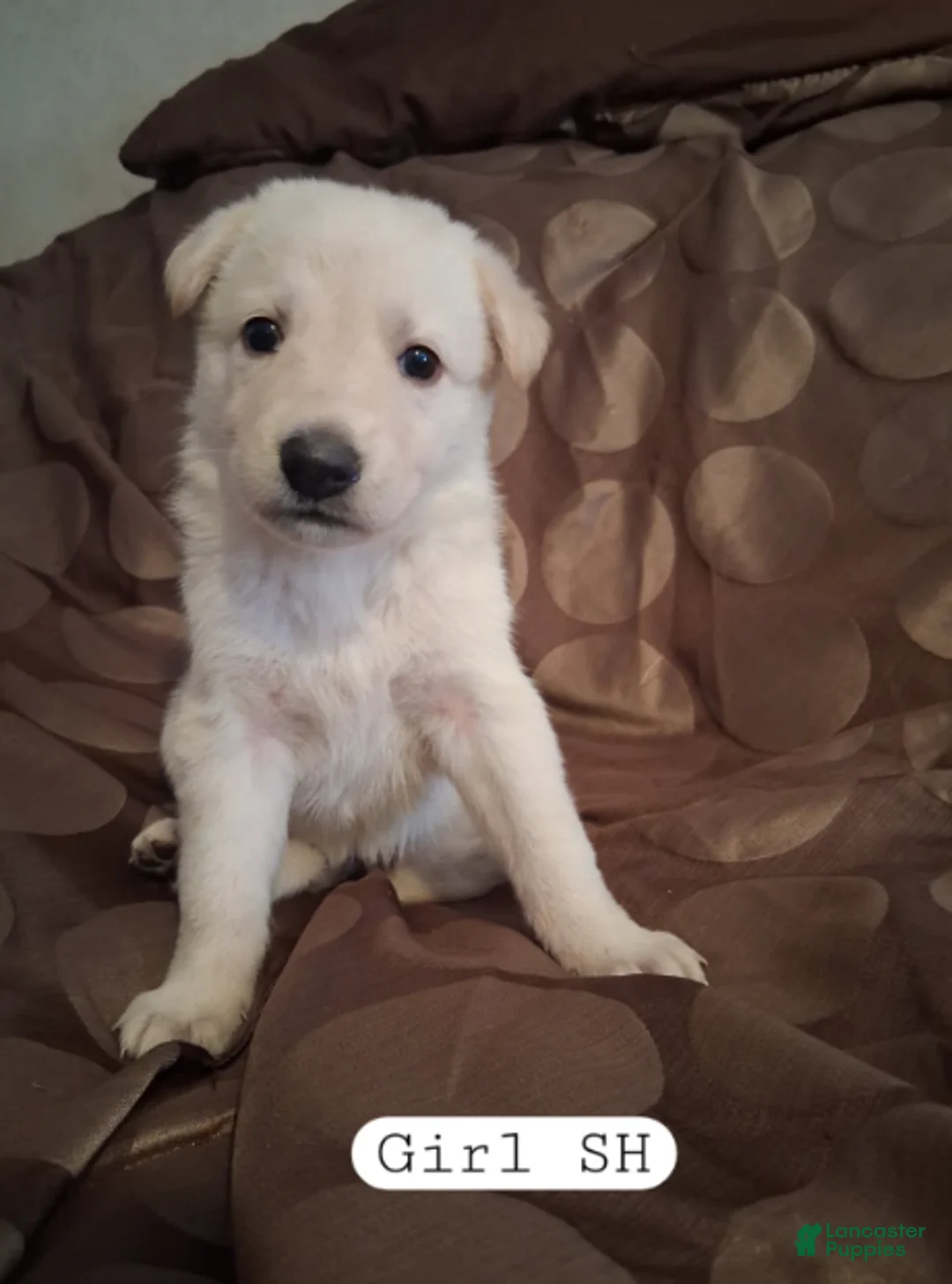 German Shepherd dogs for sale: Cookie - Ad 1