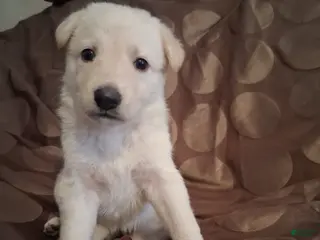 German Shepherd dogs Cookie - Ad 1