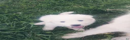 Great Pyrenees dogs for sale: John Tolkin - Ad 8
