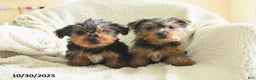 Yorkshire Terrier dogs for sale: Sarge - Ad 3