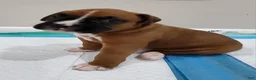 Boxer dogs for sale: DAYELA - Ad 15