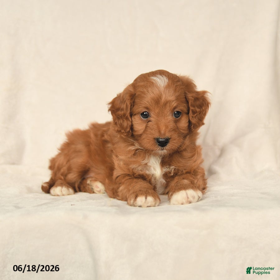 Cavapoo dogs Hazel - Ad 1