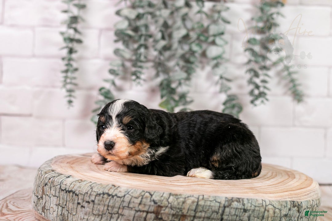 Bernedoodle dogs for sale: Torch - Ad 8