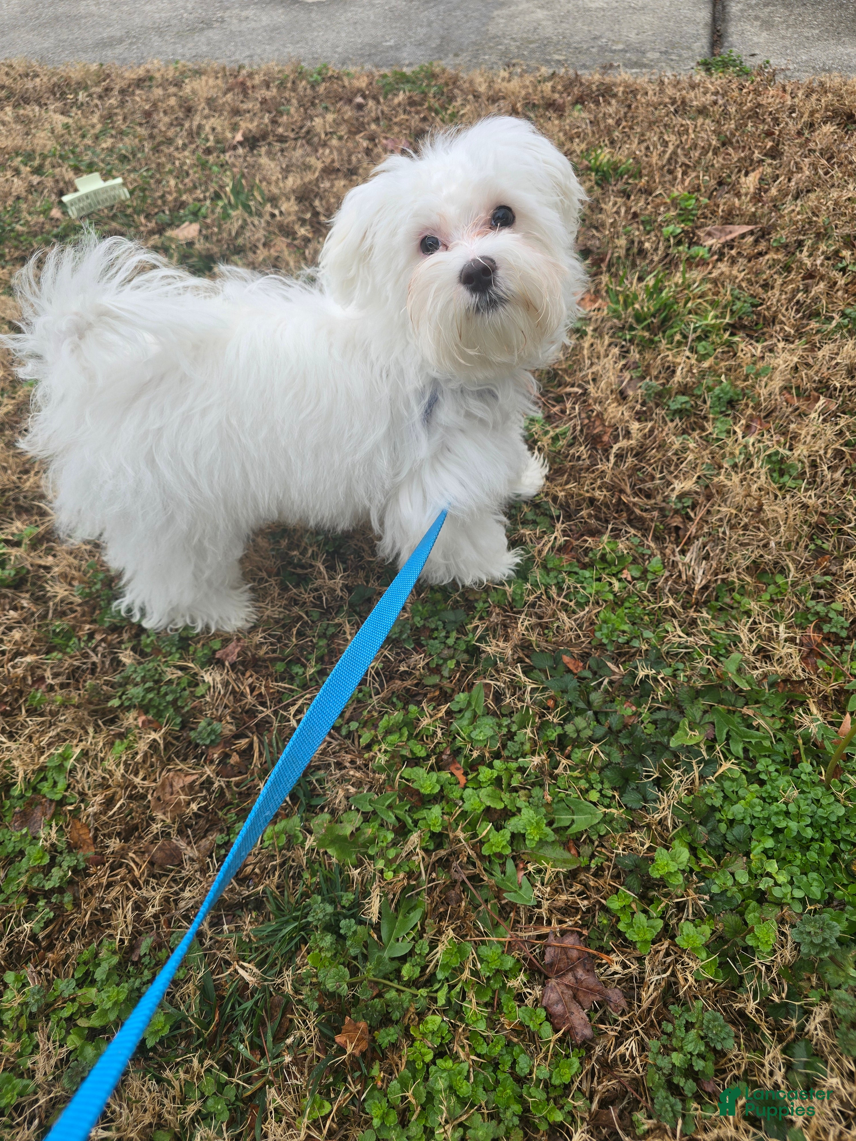 Maltese dogs Maltese Puppy 1 - Ad 18