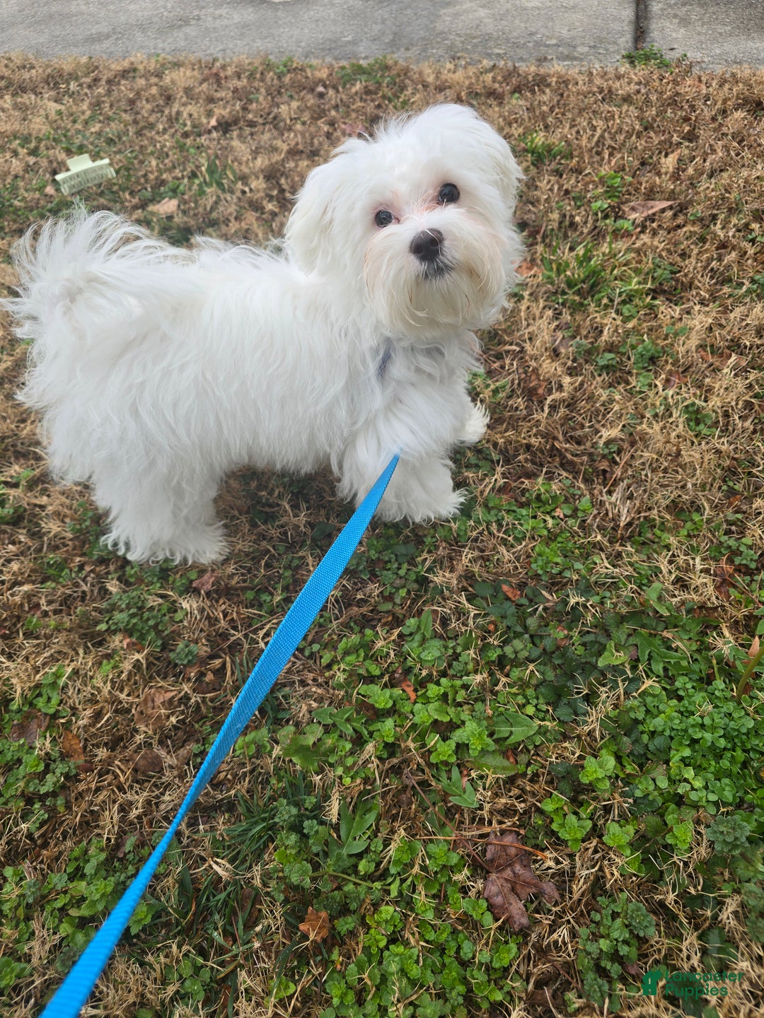 Maltese dogs for sale: Maltese Puppy 1 - Ad 1