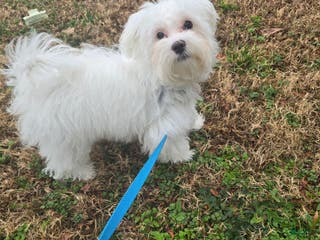 Maltese dogs Maltese Puppy 1 - Ad 19