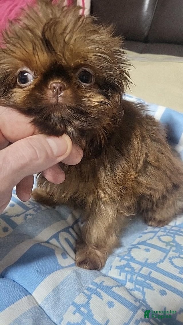 Shih Tzu dogs Shina - Ad 9