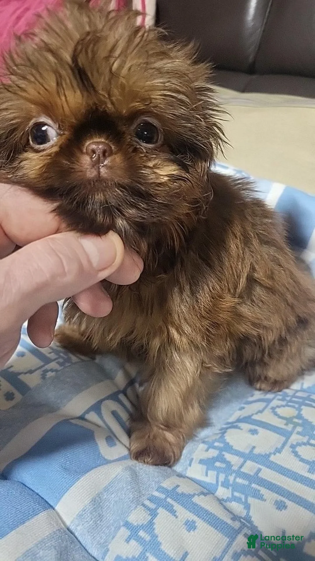 Shih Tzu dogs for sale: Shina - Ad 1