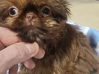 Shih Tzu dogs Shina - Ad 9