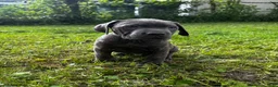 Cane Corso dogs for sale: Cane Corso 9 - Ad 3
