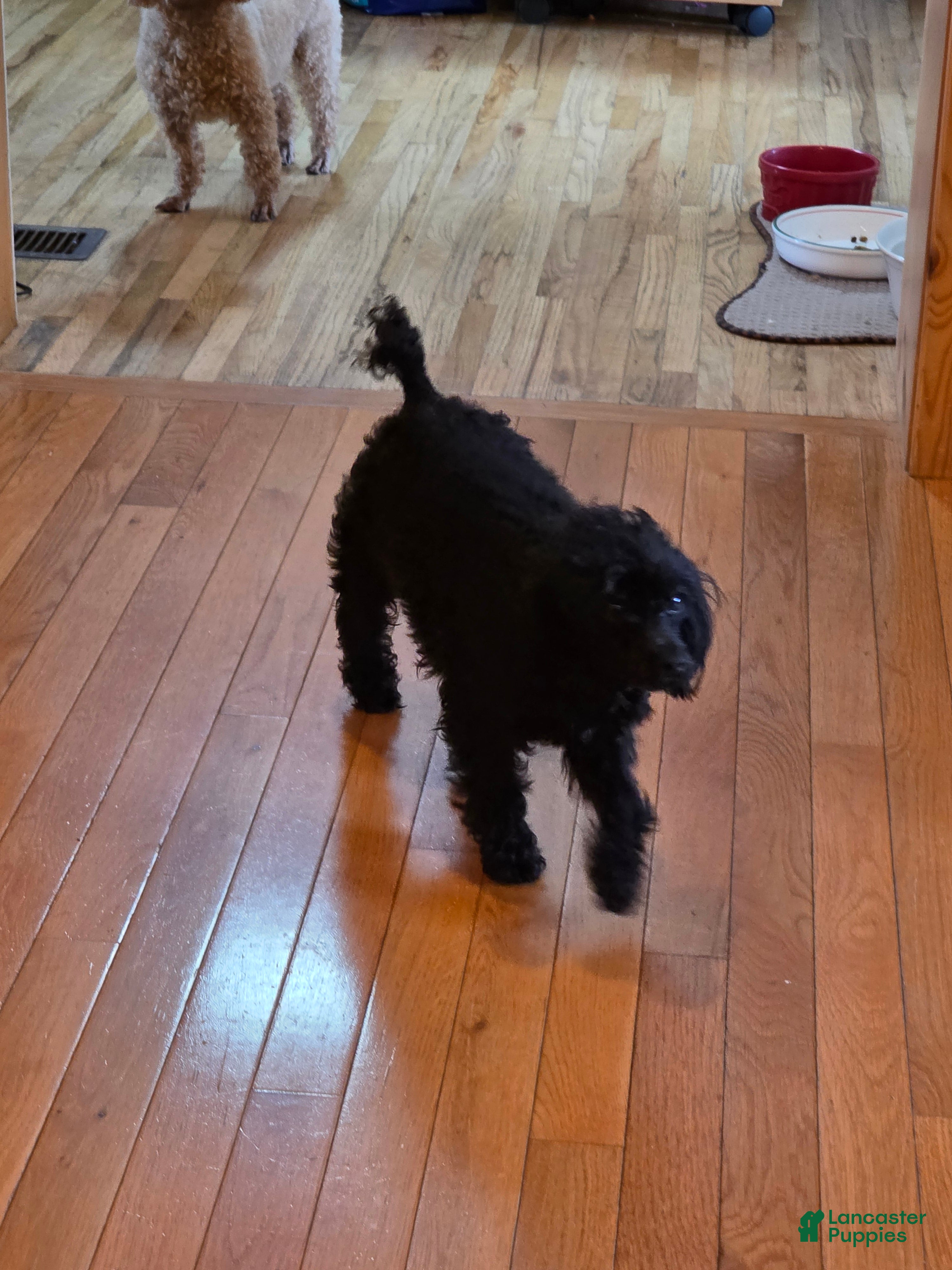 Toy Poodle dogs Toy Poodle adult female - Ad 2