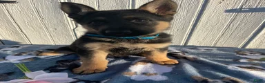 Maverick