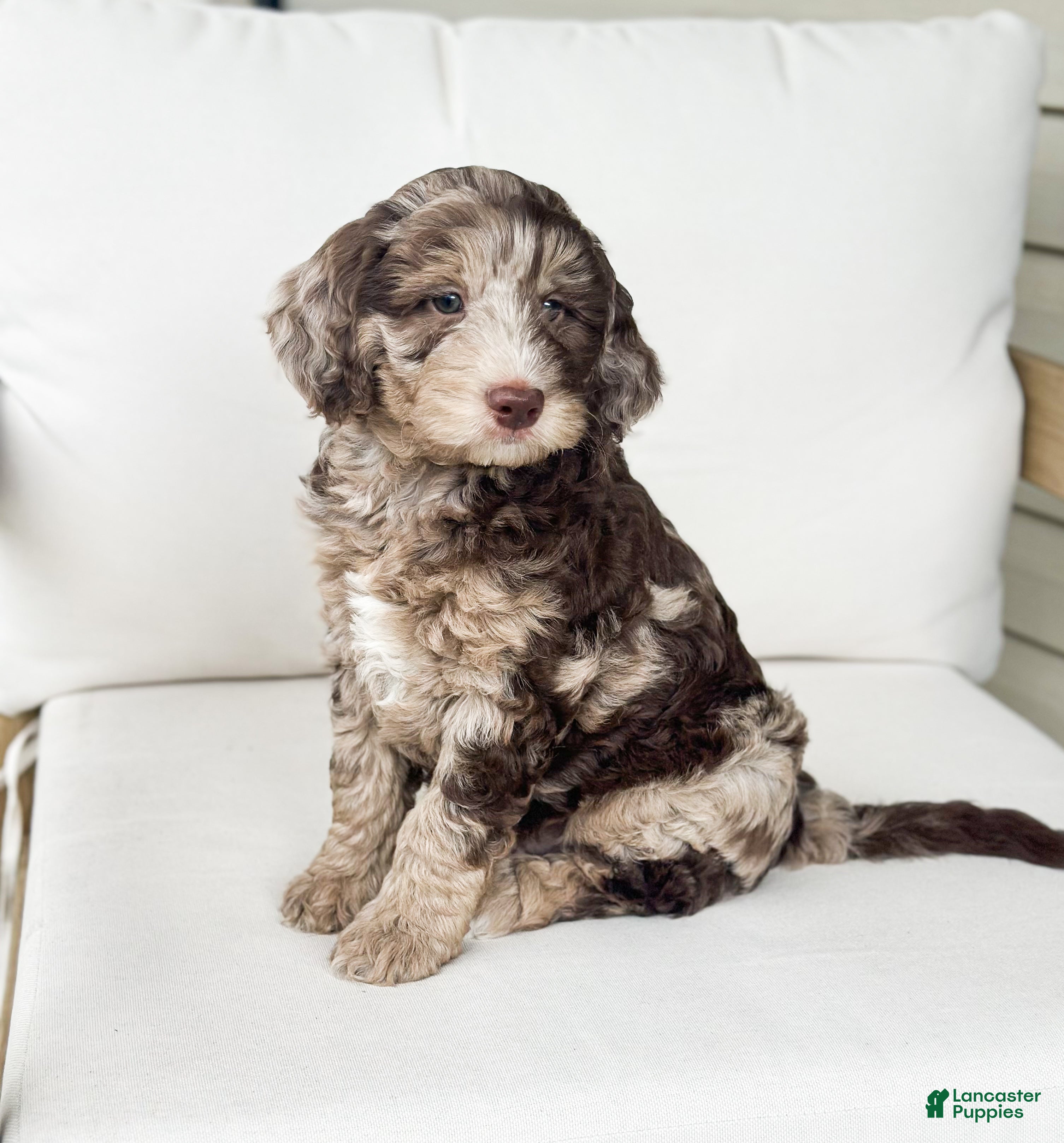 Mini Goldendoodle dogs Truffle - Ad 1