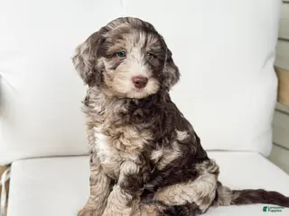 Mini Goldendoodle dogs for sale: Truffle - Ad 1