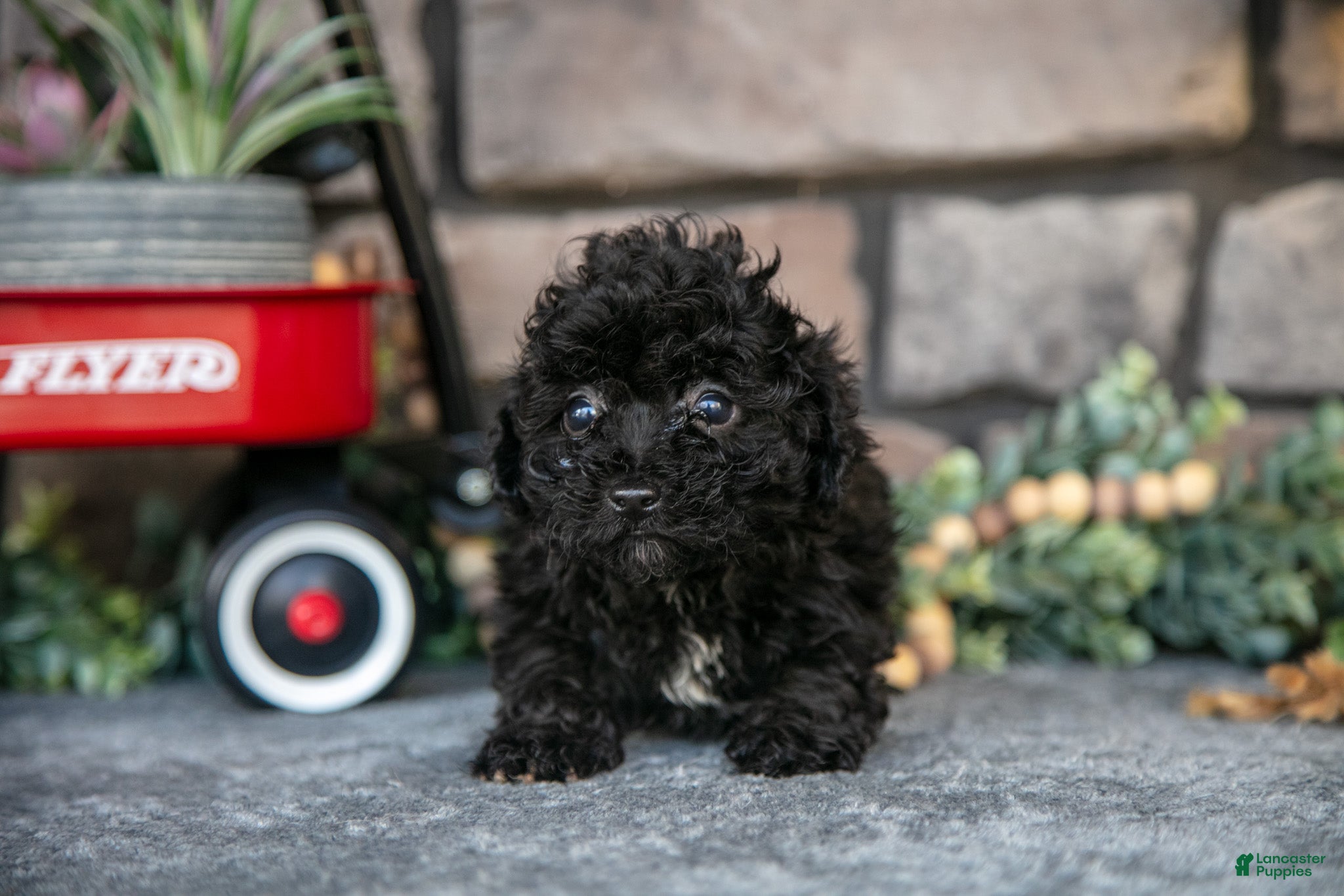 Havapoo dogs Tara - Ad 2