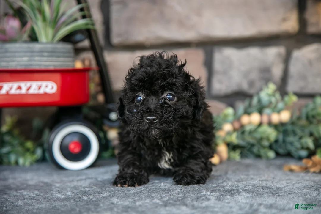 Havapoo dogs for sale: Tara - Ad 2