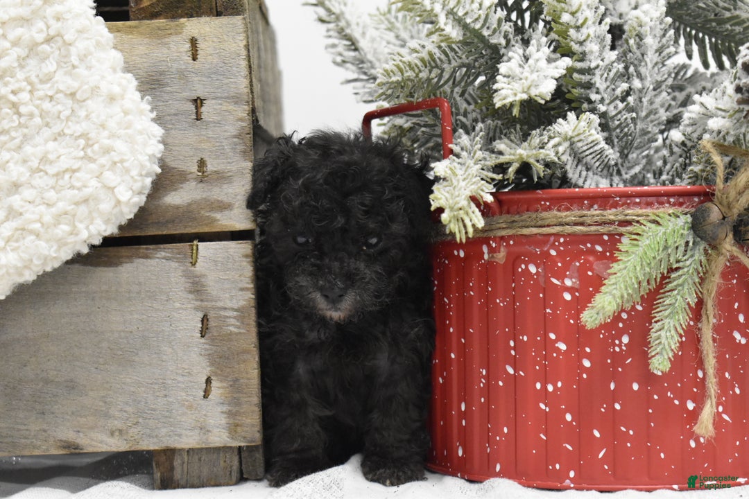 Toy Poodle dogs for sale: Brianna - Ad 8