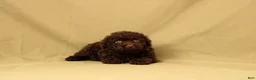 Toy Poodle dogs for sale: Rudoplh - Ad 2