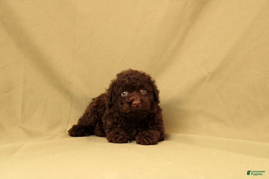 Toy Poodle dogs for sale: Rudoplh - Ad 2