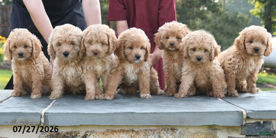 Cockapoo dogs for sale: Lulu - Ad 3