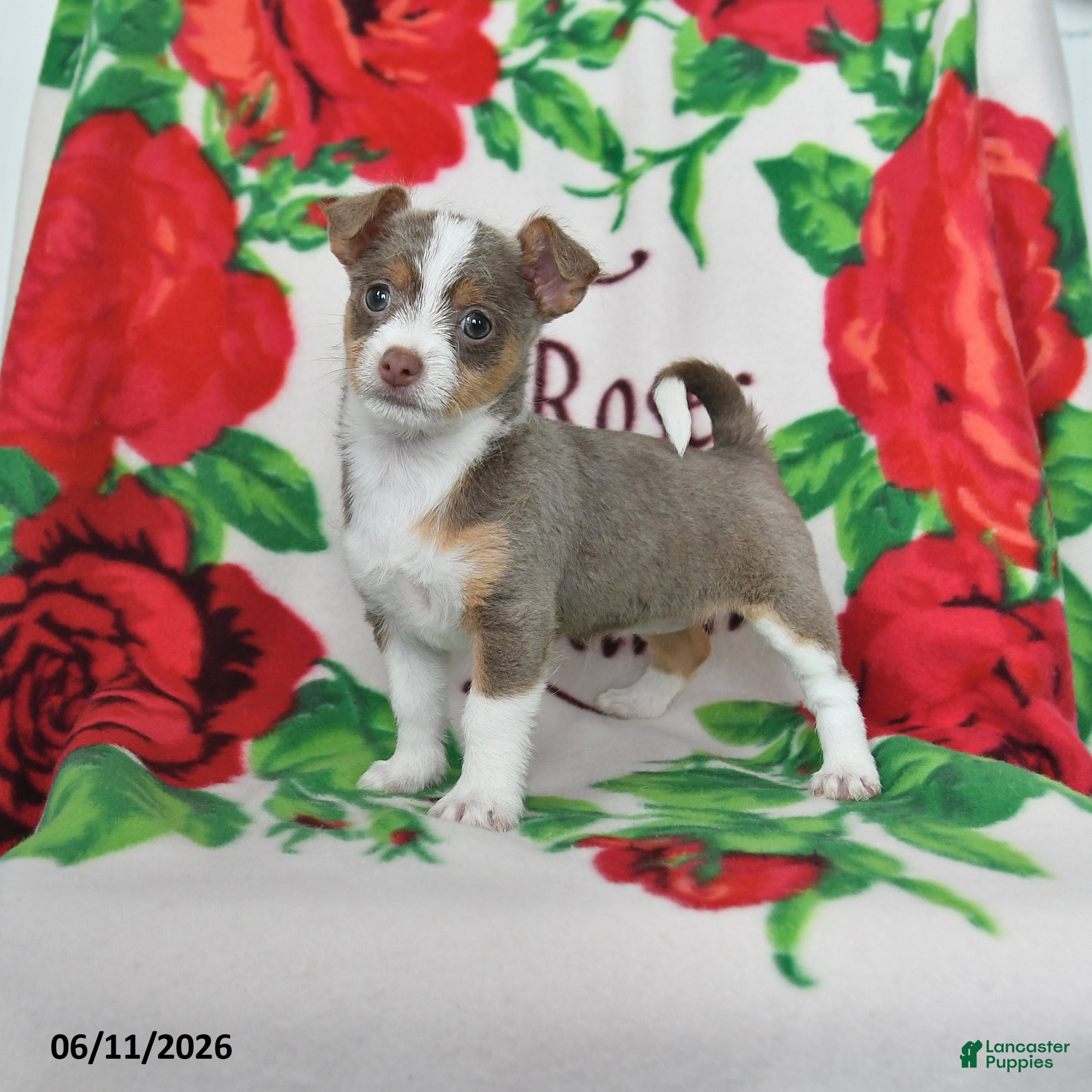 Chihuahua dogs Jade - Ad 1