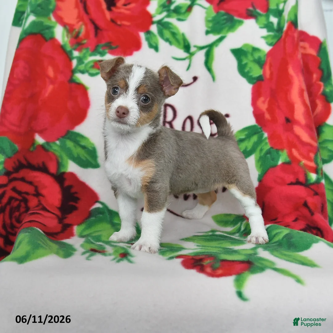 Chihuahua dogs for sale: Jade - Ad 1