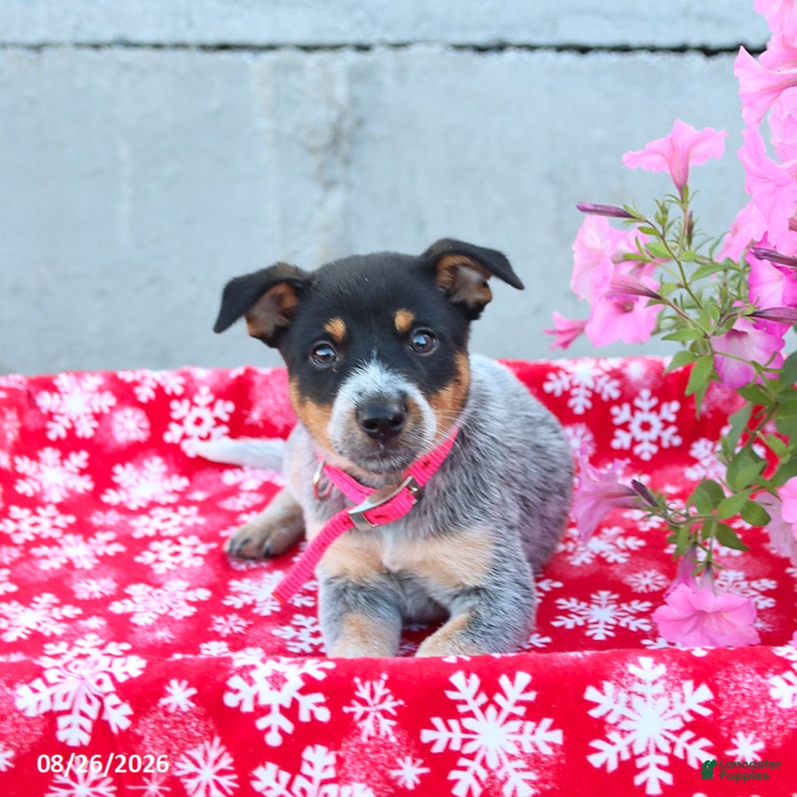 Australian Cattle Dog dogs Ava  - Ad 2