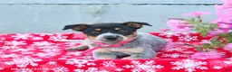 Australian Cattle Dog dogs for sale: Ava  - Ad 2