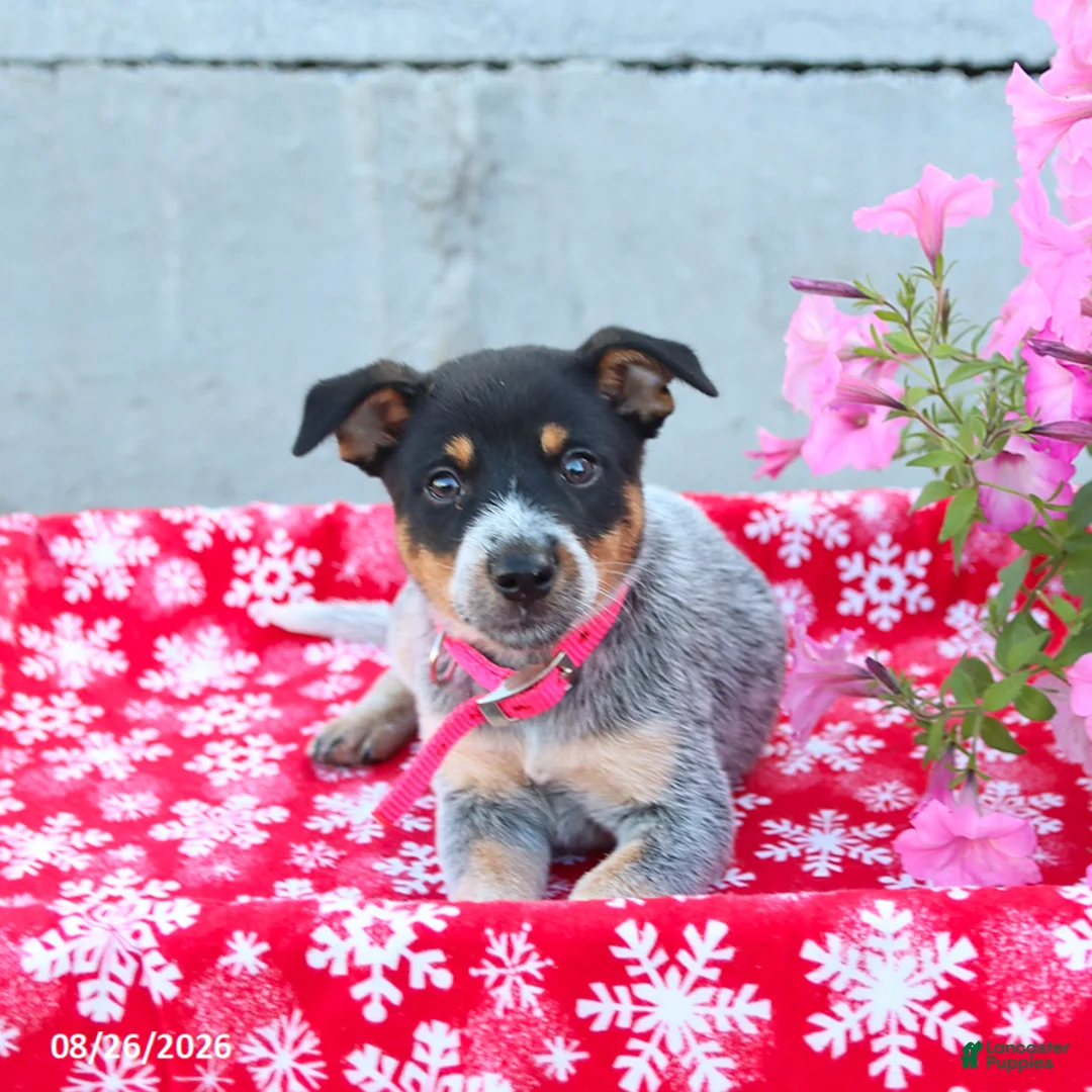 Australian Cattle Dog dogs for sale: Ava  - Ad 2