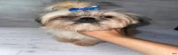 Shih Tzu dogs for sale: Shih Tzu 1 - Ad 2
