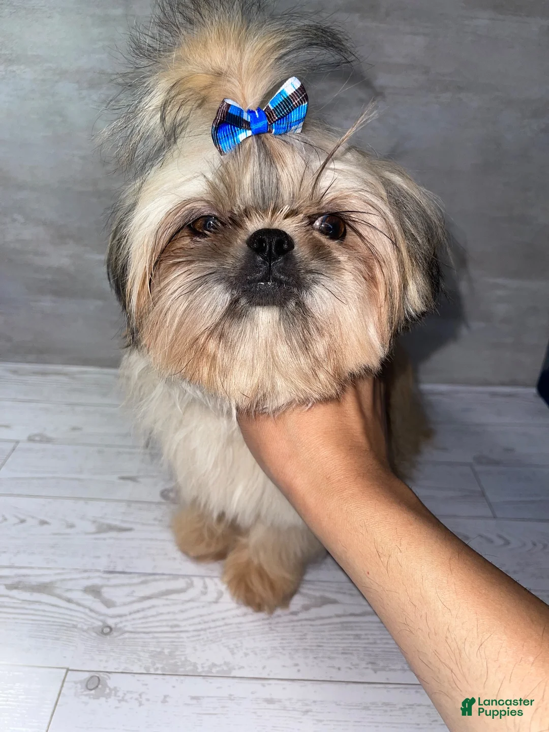 Shih Tzu dogs for sale: Shih Tzu 1 - Ad 2