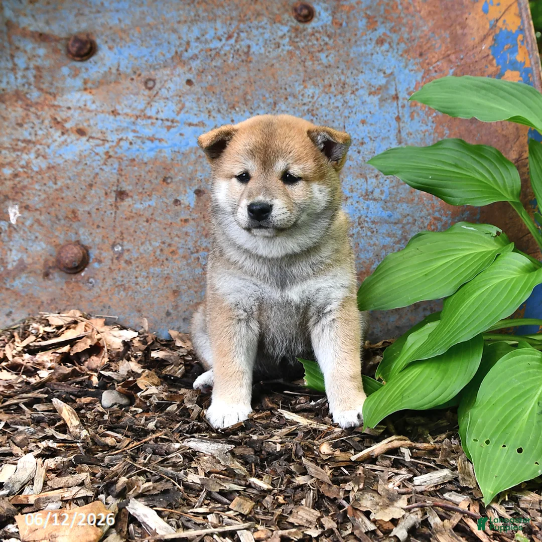 Shiba Inu dogs for sale: Nellie - Ad 1
