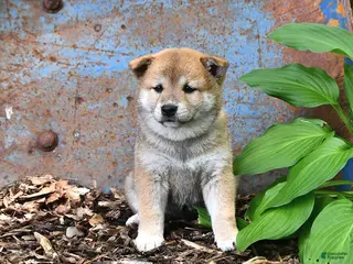 Shiba Inu dogs for sale: Nellie - Ad 2