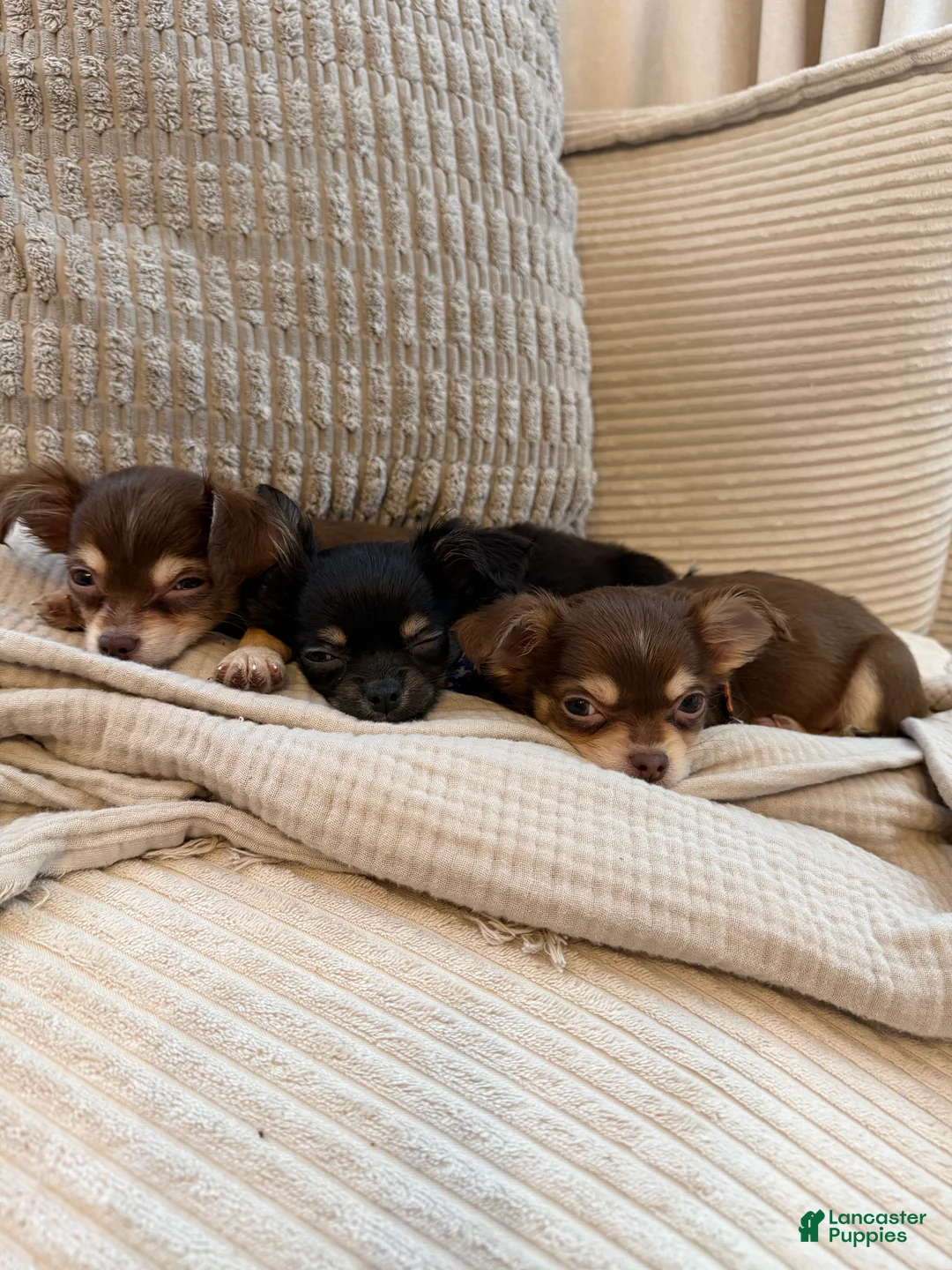 Chihuahua dogs for sale: Lava 4 lbs fully grown  - Ad 1