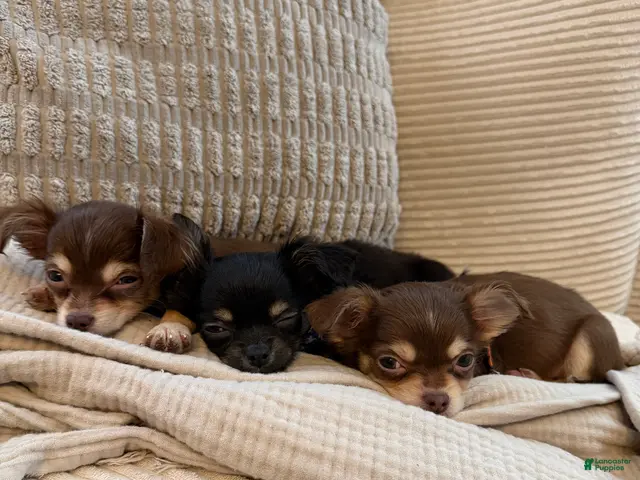 Chihuahua dogs for sale: Lava 4 lbs fully grown - Ad 1