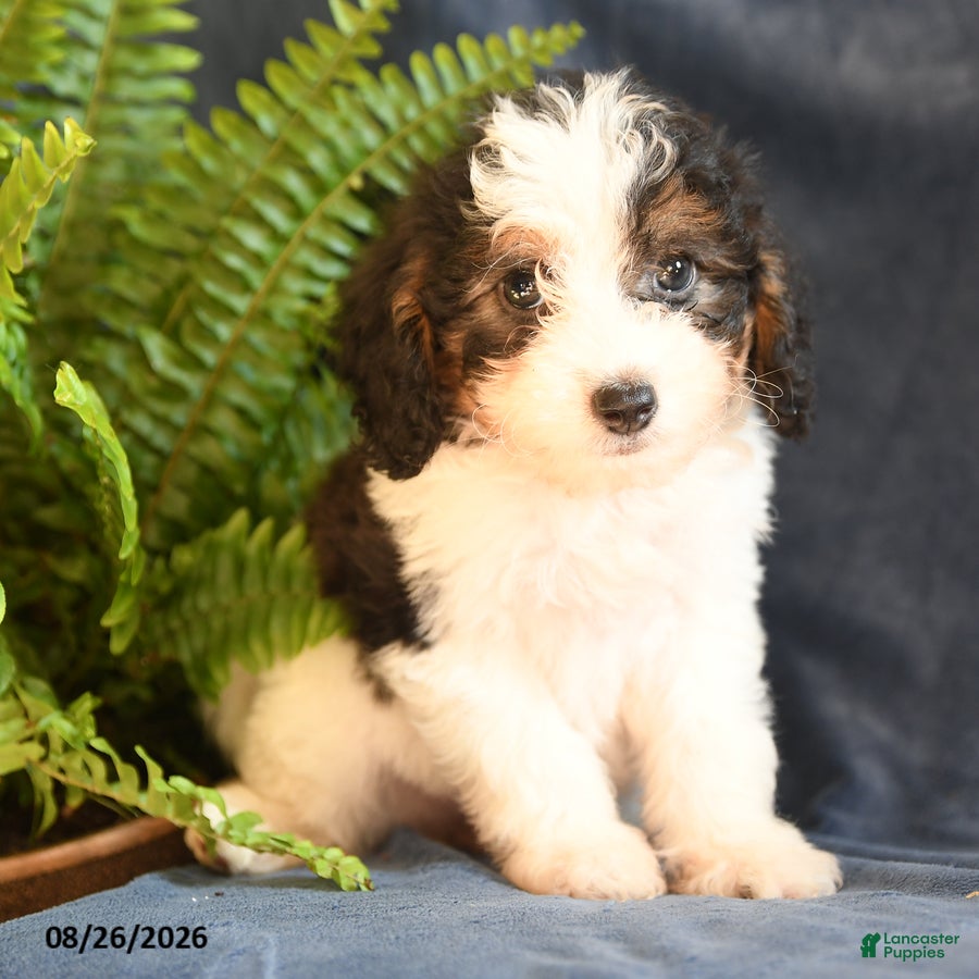 Bichpoo dogs Sophia - Ad 1