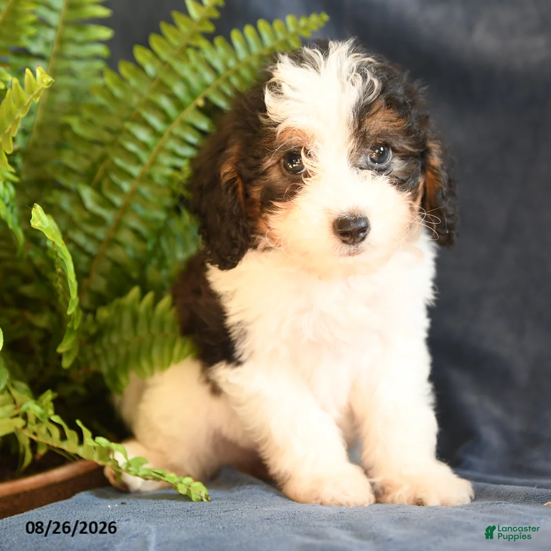 Bichpoo dogs for sale: Sophia - Ad 1