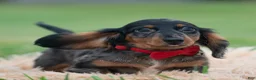 Miniature Dachshund dogs for sale: Maxco - Ad 2
