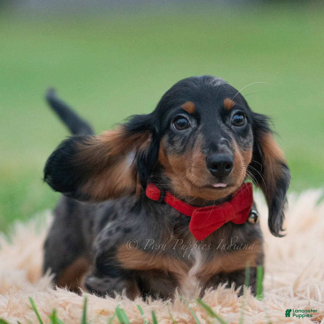 Miniature Dachshund dogs for sale: Maxco - Ad 2