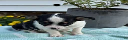 Chihuahua dogs for sale: Tiny - Ad 3