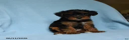Yorkiepoo dogs for sale: Tootsieroll - Ad 1