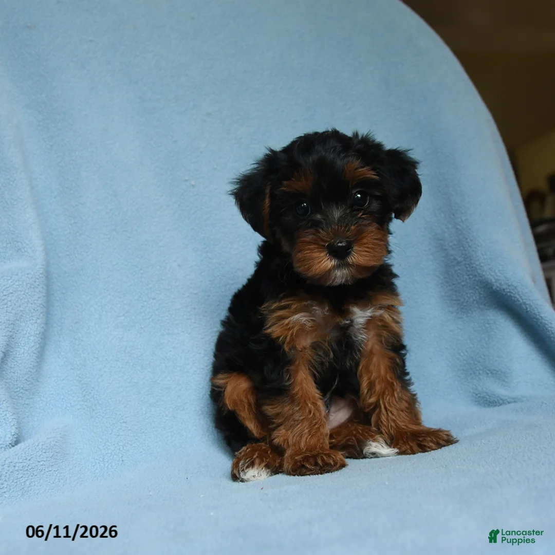 Yorkiepoo dogs for sale: Tootsieroll - Ad 1