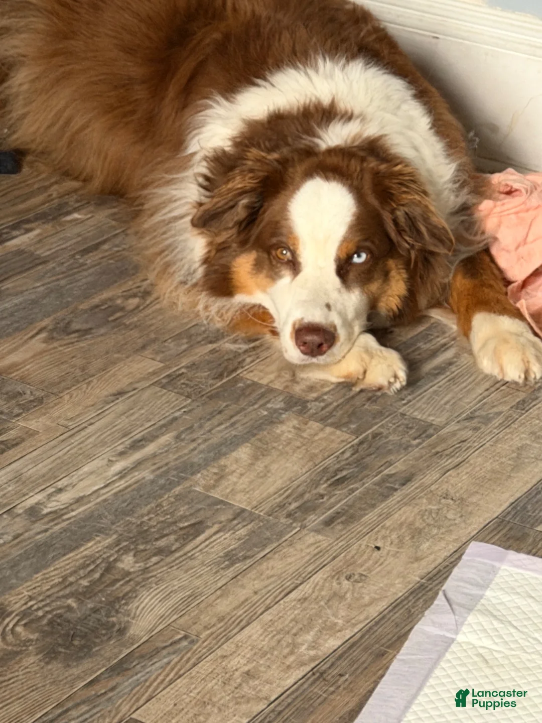 Australian Shepherd dogs for stud: Ollie - Ad 2