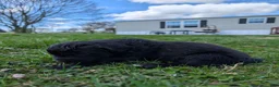 Newfoundland dogs for sale: Haven - Ad 14