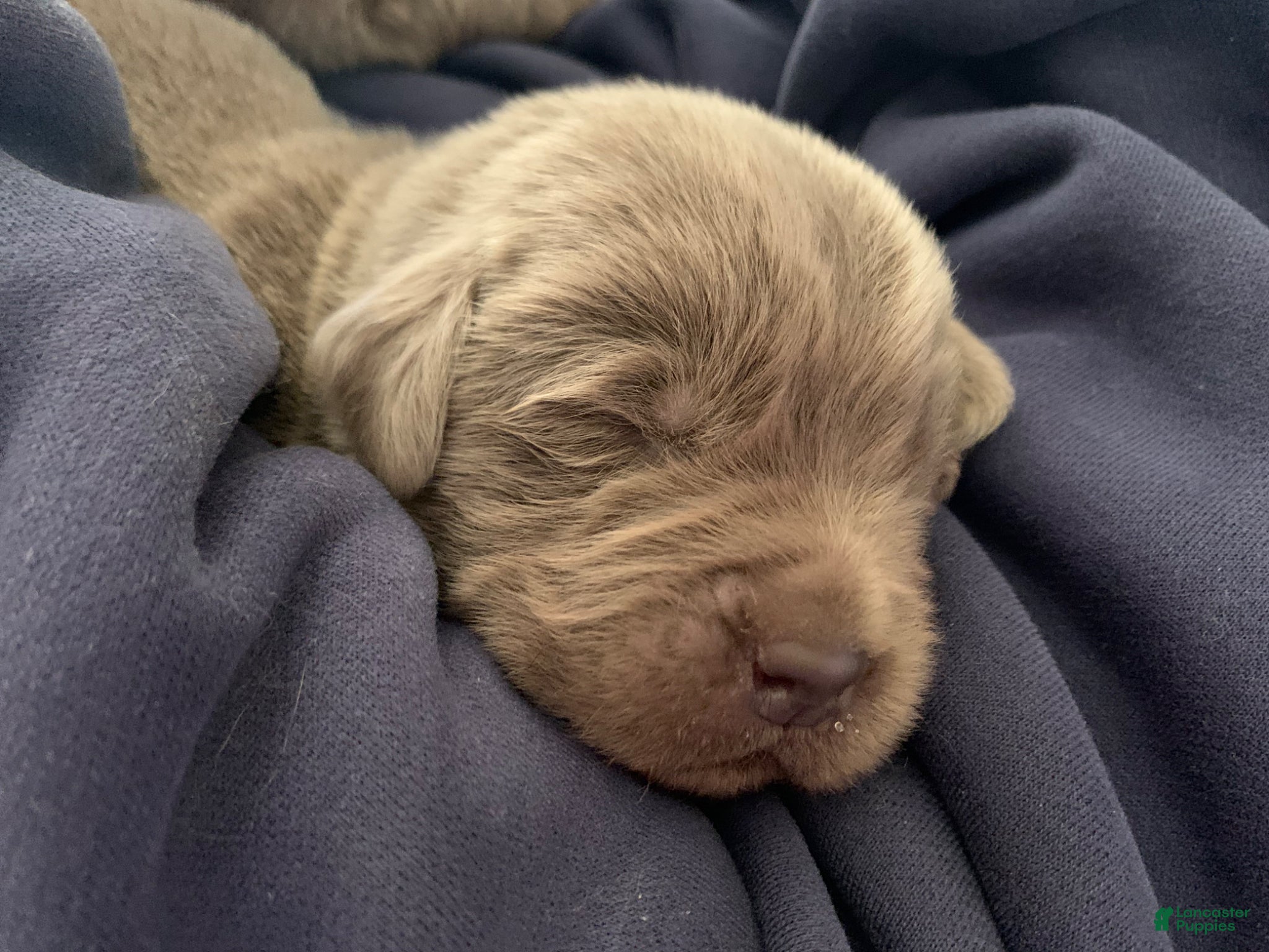 Newfoundland dogs Newfoundland Puppy 1 - Ad 23