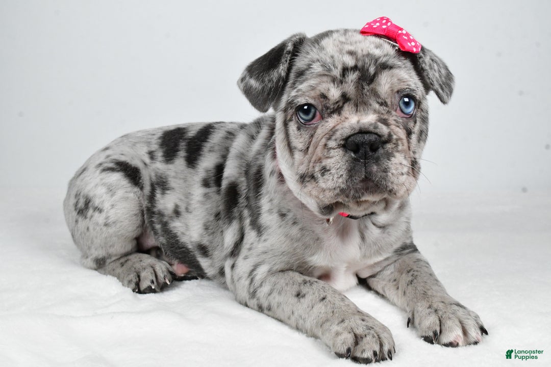 French Bulldog dogs for sale: Abby  - Ad 3