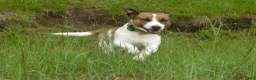 Jack Russell Terrier dogs for sale: Snickers - Ad 1