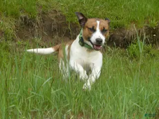 Jack Russell Terrier dogs Snickers - Ad 34